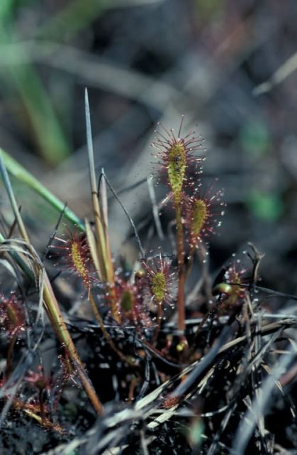 Alaska Wildflower Picture
