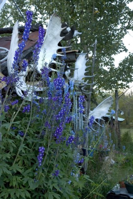 Reakoff cabin, Wiseman, Alaska Picture
