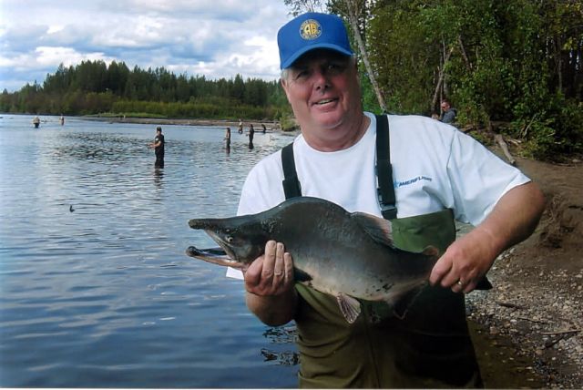 Pink Salmon On Alexander Creek Picture