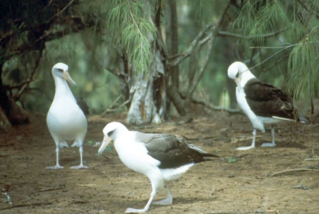 Laysan Albatross Picture