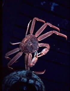 Crab Tanner Picture