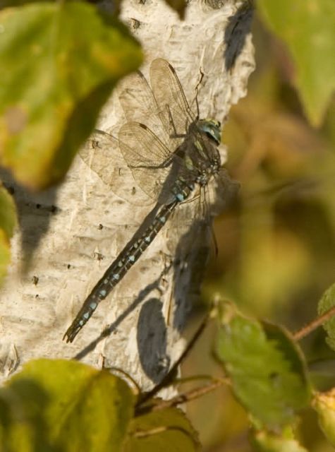 Dragonfly in Kanuti NWR Picture