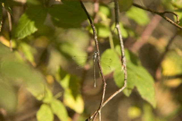 Dragonfly Picture