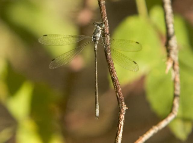 Dragonfly Picture
