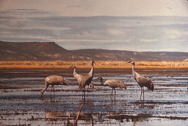 Sandhill Cranes Picture