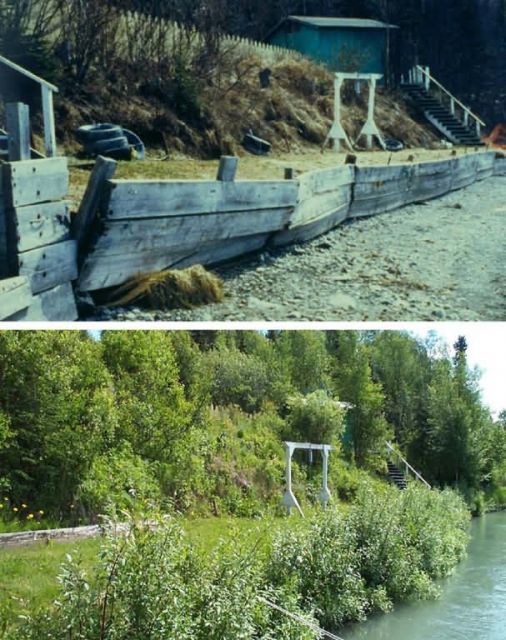 Habitat Restoration Along the Kenai River Picture