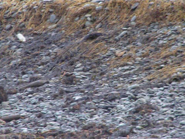 M/V Selendang Ayu Oil Spill Unalaska 2004 Picture