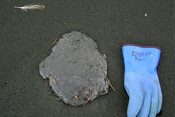 M/V Selendang Ayu Oil Spill Unalaska 2004 Picture