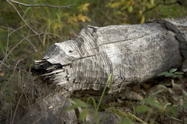 Beaver-chewed log Picture