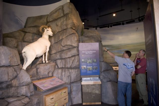 Dall sheep display at Interagency Visitor Center, Coldfoot, Alaska Picture