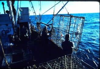 Crab Fishing Picture