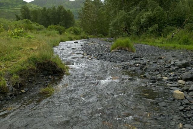 Kodiak Stream in Summer Picture