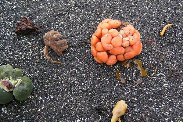 M/V Selendang Ayu Oil Spill Unalaska 2004 Picture