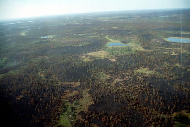 Waring Mountains Burn Site in the Selawik Wilderness Area Picture