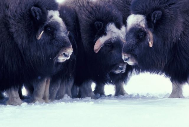 Trio of Musk Oxen on Nunivak Picture