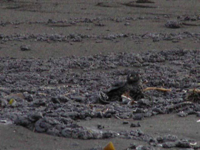 M/V Selendang Ayu Oil Spill Unalaska 2004 Picture