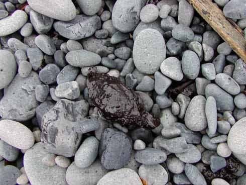 M/V Selendang Ayu Oil Spill Unalaska 2004 Picture