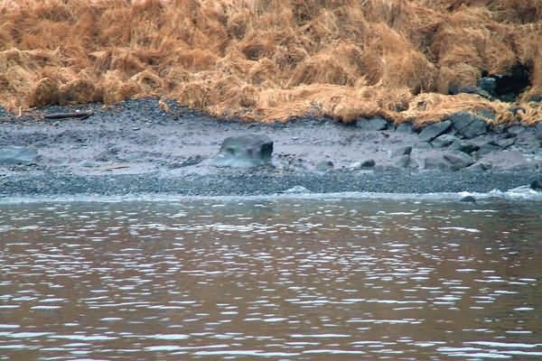M/V Selendang Ayu Oil Spill Unalaska 2004 Picture