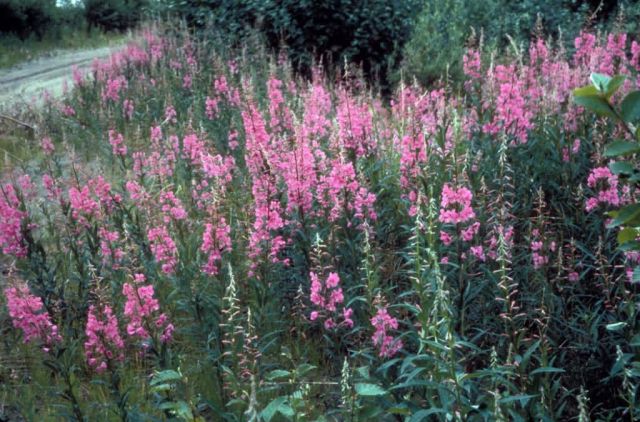 Dwarf Fireweed Picture