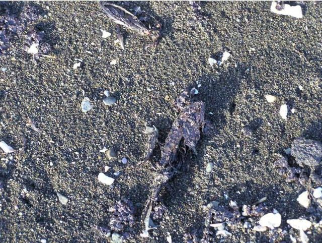 M/V Selendang Ayu Oil Spill Unalaska 2004 Picture