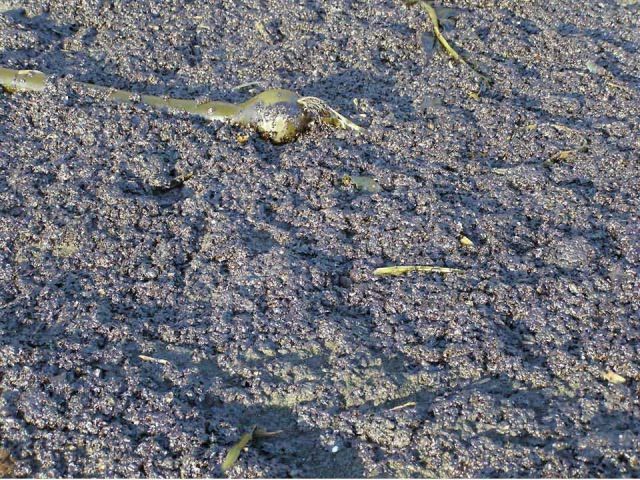 M/V Selendang Ayu Oil Spill Unalaska 2004 Picture
