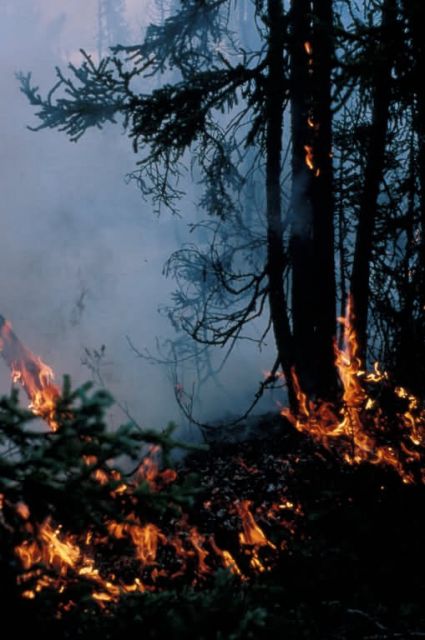 Wildfire or Controlled Burn in Spruce Forest Picture