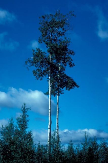 Quaking Aspen in Summer Picture