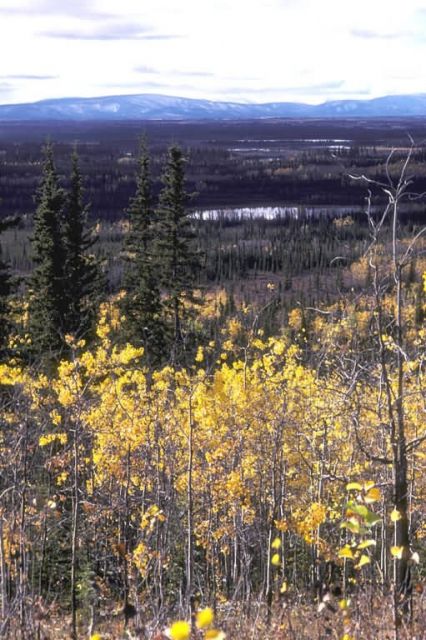 Tetlin National Wildlife Refuge Picture