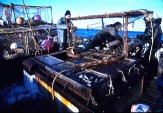 Crab Fishing Picture
