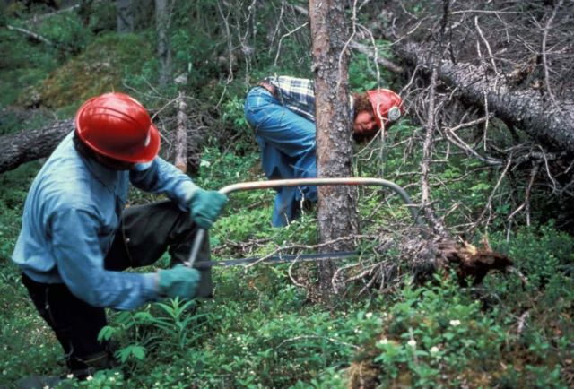 Cutting Trees on the Kenai Moose Range Picture