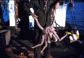 King Crab Picture