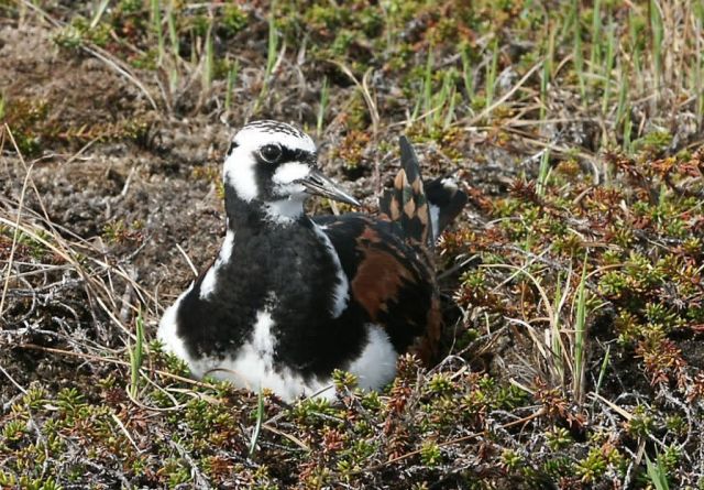 Ruddy Turnstone Picture