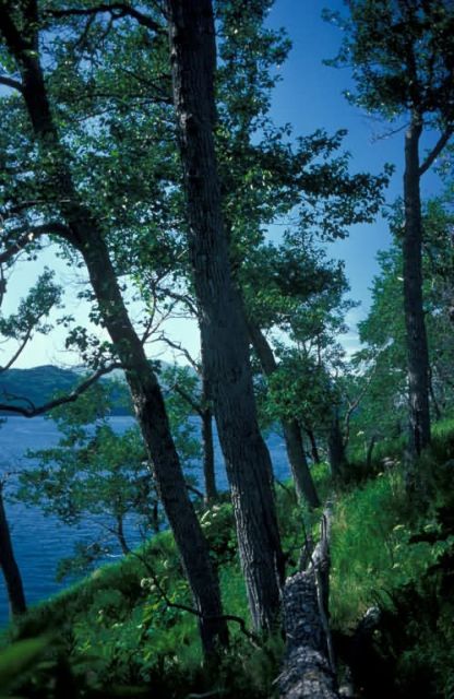 Cottonwoods and Shoreline on Kodiak Picture
