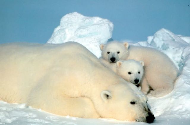 Polar Bear and Cubs Picture