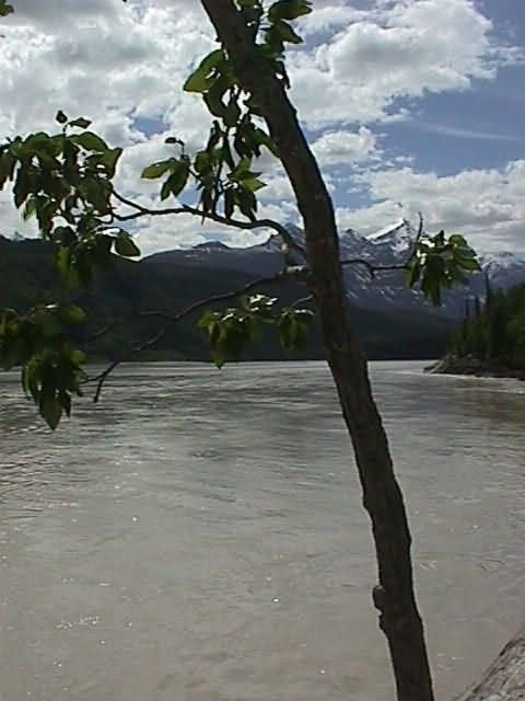 Cottonwood On Copper River Picture