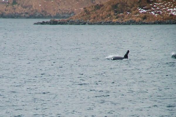 M/V Selendang Ayu Oil Spill Unalaska 2004 Picture