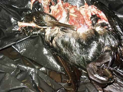 M/V Selendang Ayu Oil Spill Unalaska 2004 Picture