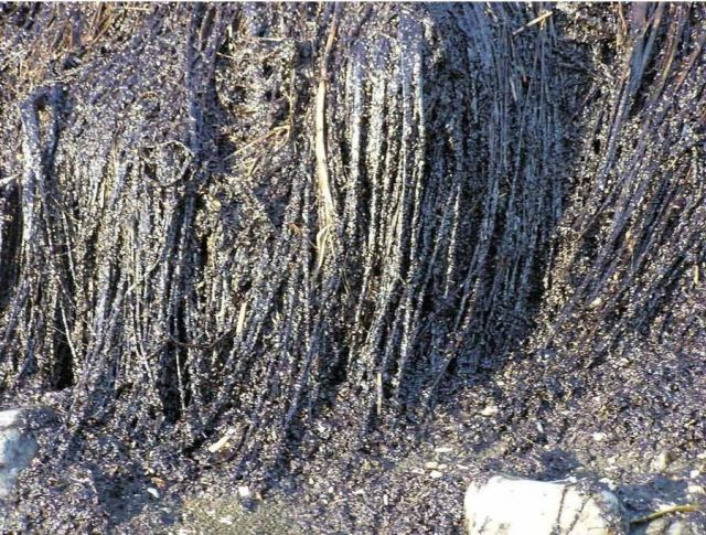 M/V Selendang Ayu Oil Spill Unalaska 2004 Picture