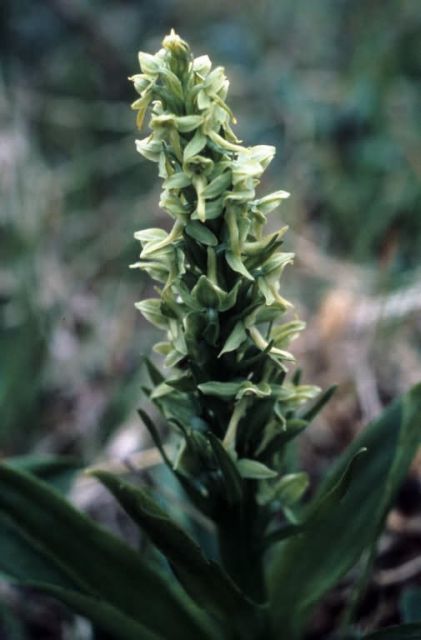 Wild Orchid Picture
