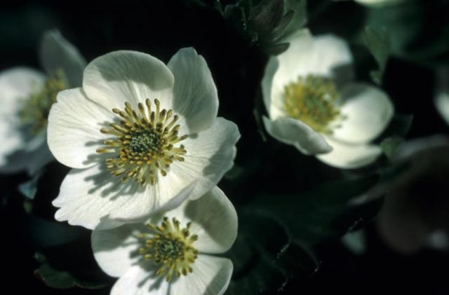 Anemone Narcissiflora Picture