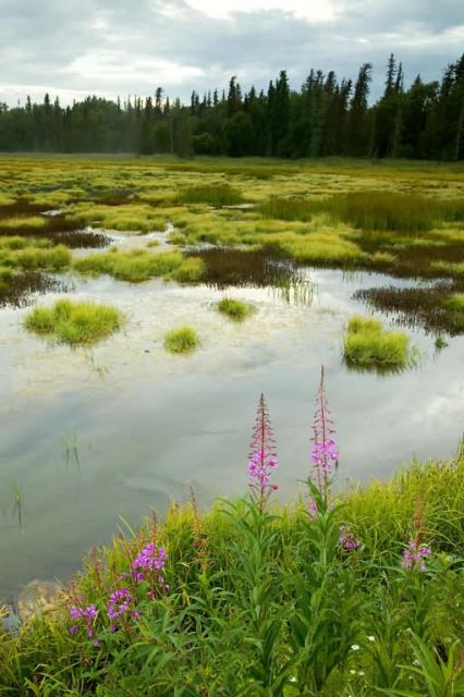 Kenai Refuge Wetlands Picture