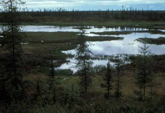 Wetland Landscape Picture