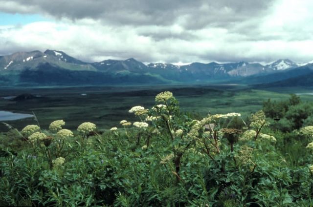 Wild Celery at Chignik Lagoon Picture