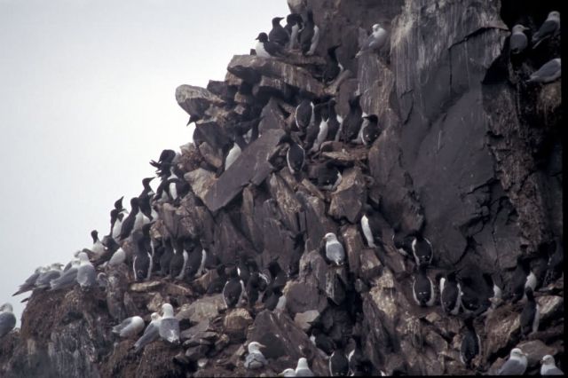 Bogoslof Island murres and kittiwakes, 2002 Picture