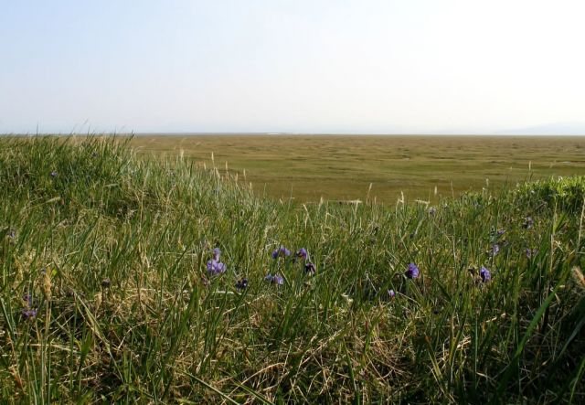 1002 Area: view across coastal plain tundra Picture