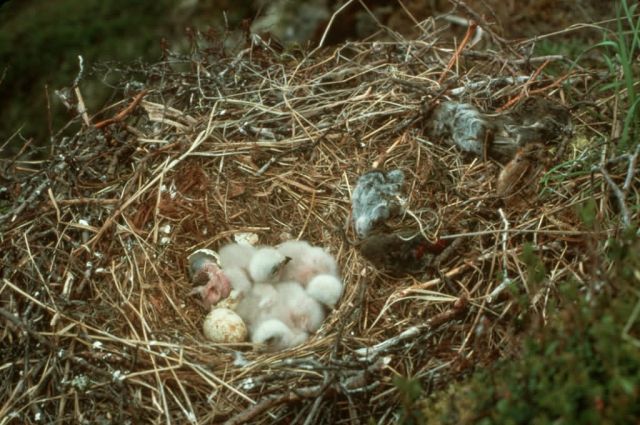 Rough-legged Hawk Chicks in Nest Picture