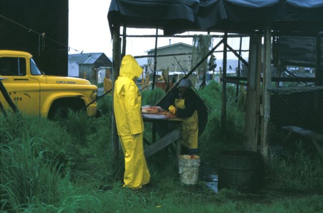 Processing Fish at Kaltag Picture
