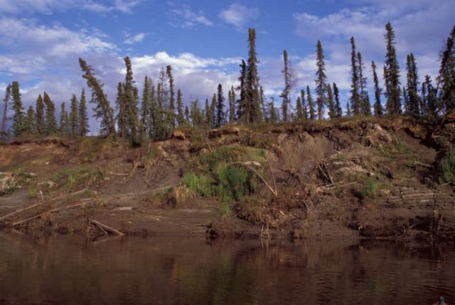 Area of Permafrost Along Innoko River Picture