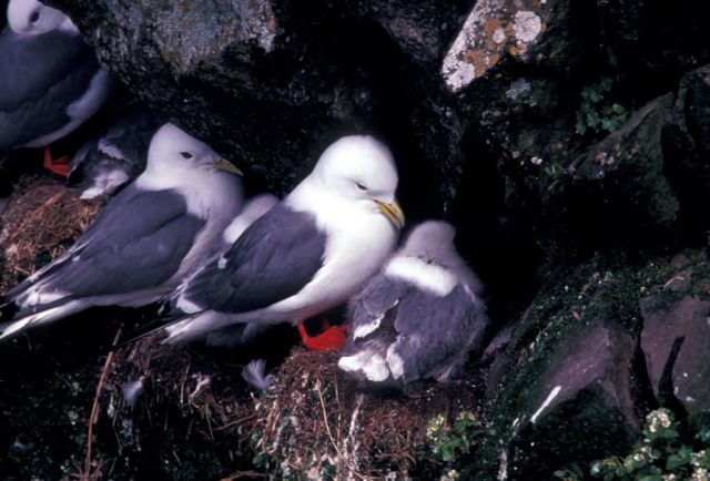Red-legged Kittiwake Picture