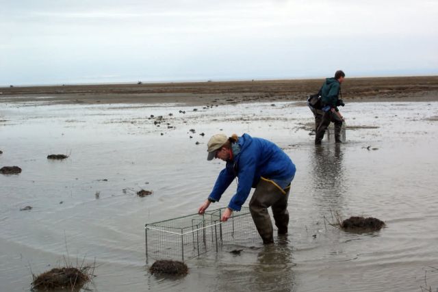 Avian Influenza Sampling Picture